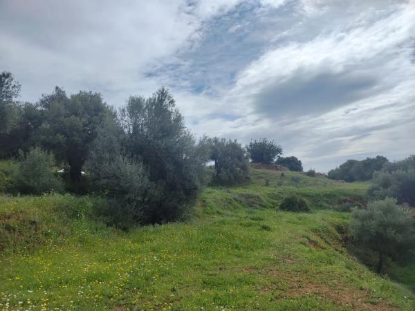 Terreno en calle Araucaria