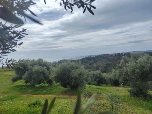 Terreno en calle Araucaria