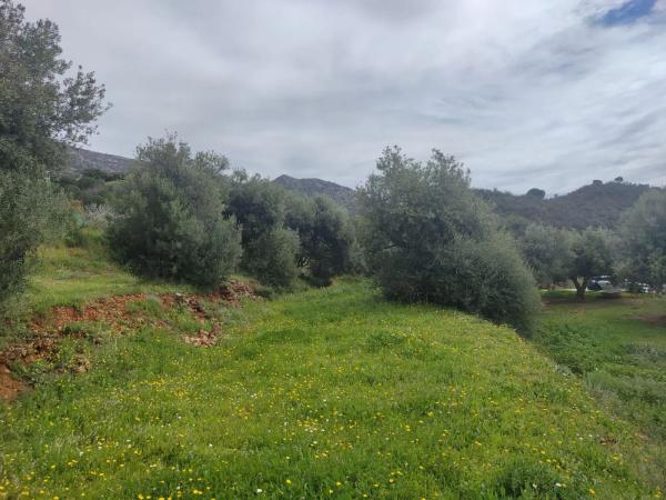 Terreno en calle Araucaria