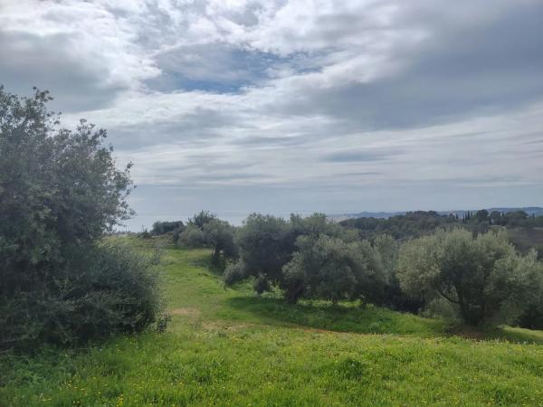 Terreno en calle Araucaria
