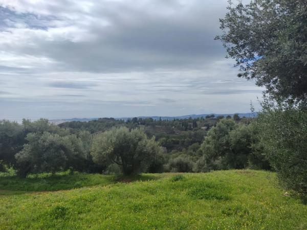Terreno en calle Araucaria