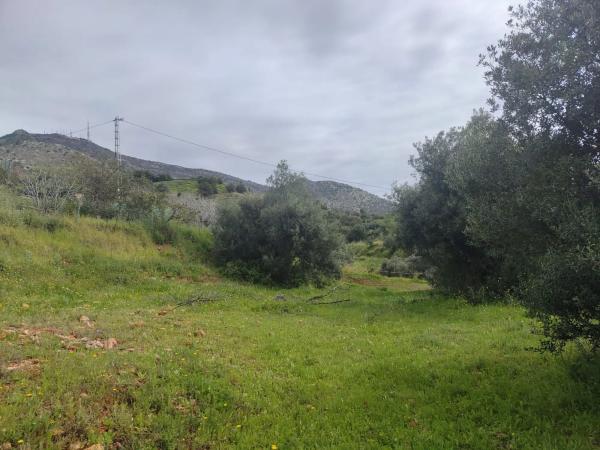 Terreno en calle Araucaria