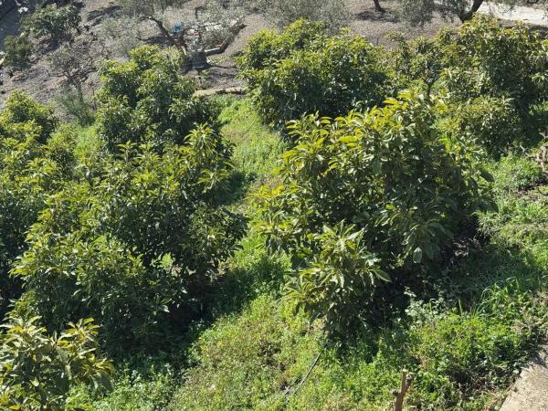 Terreno en avenida de Canillas