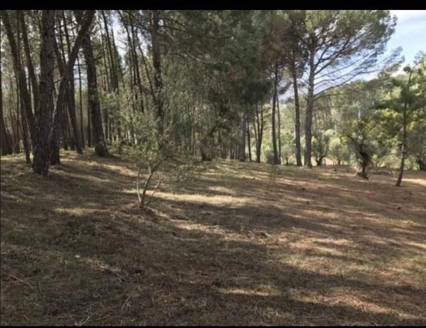 Terreno en Pilar de Cartajima, carril Barrio San Francisco s/n