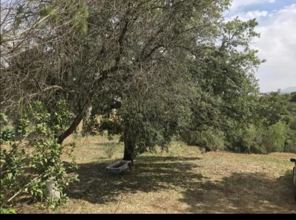 Terreno en Pilar de Cartajima, carril Barrio San Francisco s/n