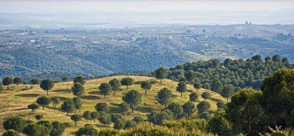 Terreno en calle Arenal, 6