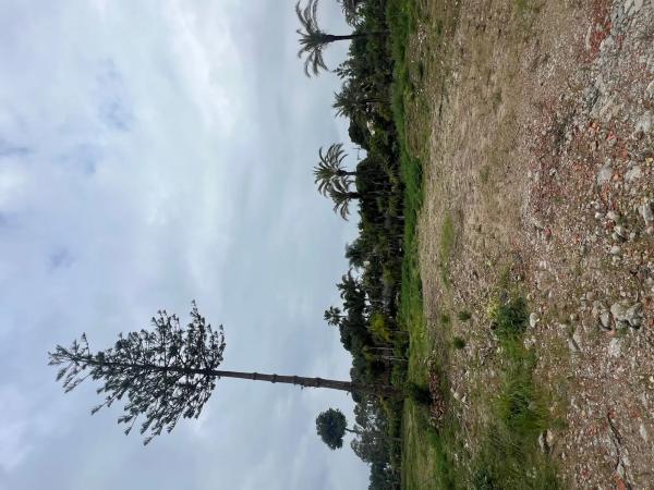 Terreno en calle del Alce s/n