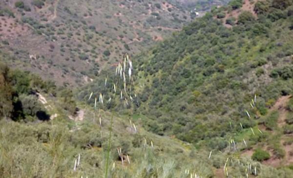 Terreno en calle de Alcuzas