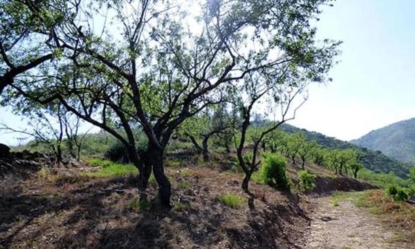 Terreno en calle de Alcuzas