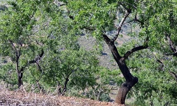 Terreno en calle de Alcuzas