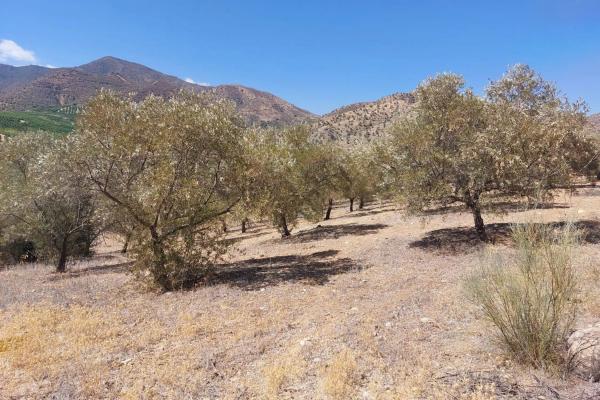 Terreno en Alora