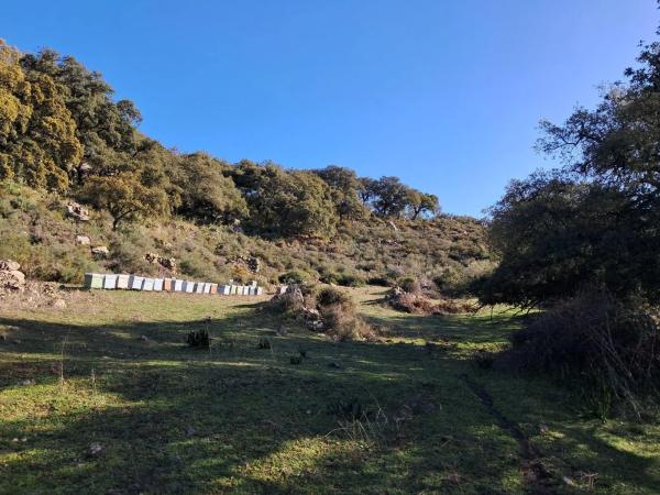 Terreno en avenida de Blas Infante