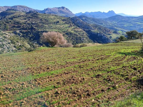 Terreno en avenida de Blas Infante