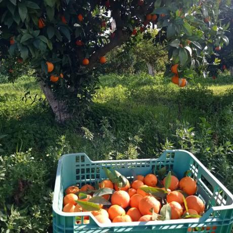 Terreno en Lugar Dehesa Baja