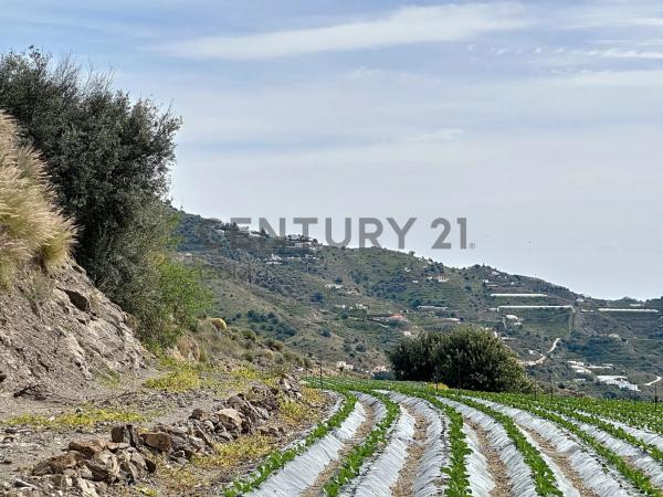 Terreno en La zarzaparrilla