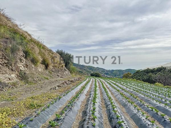 Terreno en La zarzaparrilla