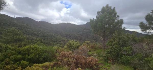 Terreno en camino de Estepona a Ronda