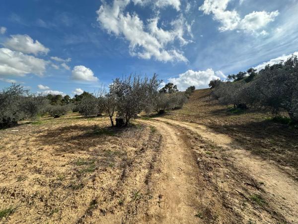 Terreno en camino el Grijo s/n