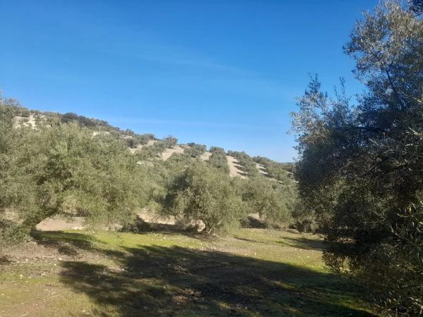 Terreno en El Quemado s/n