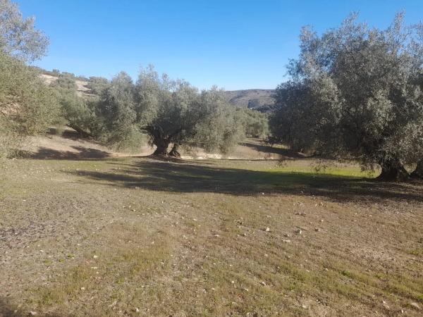 Terreno en El Quemado s/n