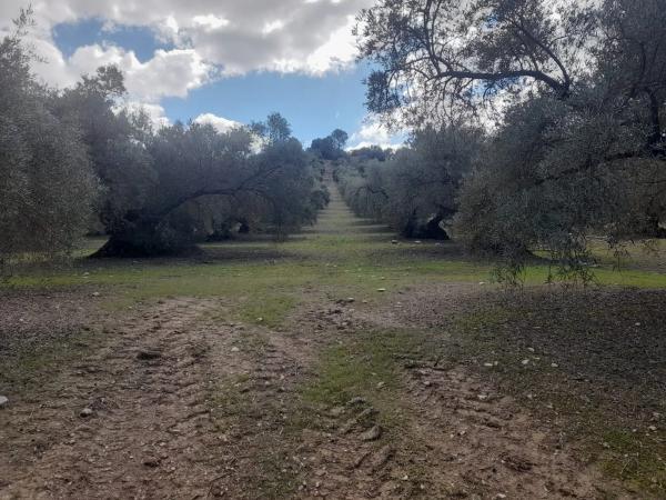 Terreno en El Quemado s/n