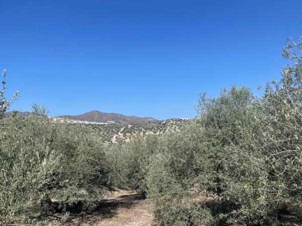 Terreno en calle Haza del Olivo