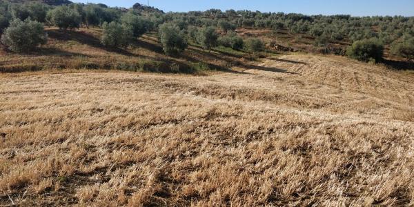 Terreno en Polígono 161, 212 Parcela