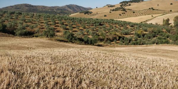 Terreno en Polígono 161, 212 Parcela