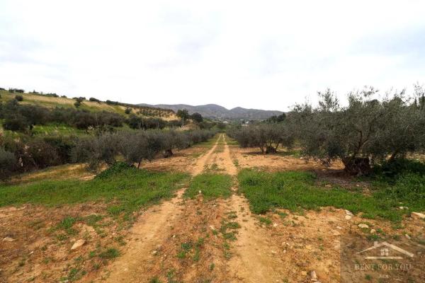 Terreno en Ardelejos - Cuesta de la Palma - Buenavista