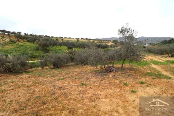 Terreno en Ardelejos - Cuesta de la Palma - Buenavista