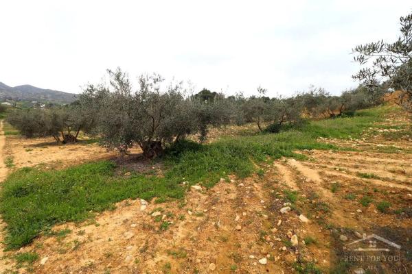 Terreno en Ardelejos - Cuesta de la Palma - Buenavista