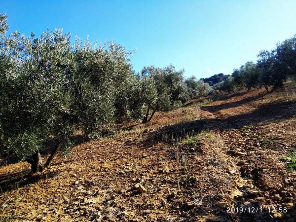 Terreno en aldea de la laguna s/n