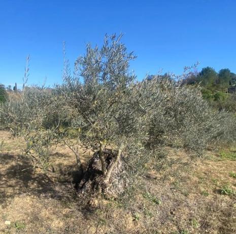Terreno en Lugar el Quinto