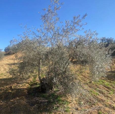 Terreno en Lugar el Quinto