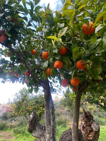Terreno en camino Elisabeth Burca s/n