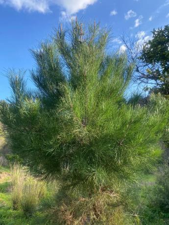 Terreno en camino Elisabeth Burca s/n