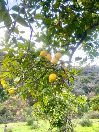 Terreno en camino Elisabeth Burca s/n