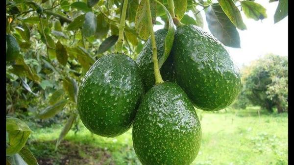 Terreno en avenida Vivar Téllez, 56 -62