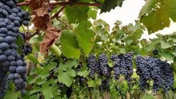 Terreno en Nueva s/n