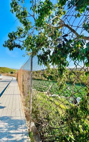 Terreno en calle Doctora Ana Carmona Martín