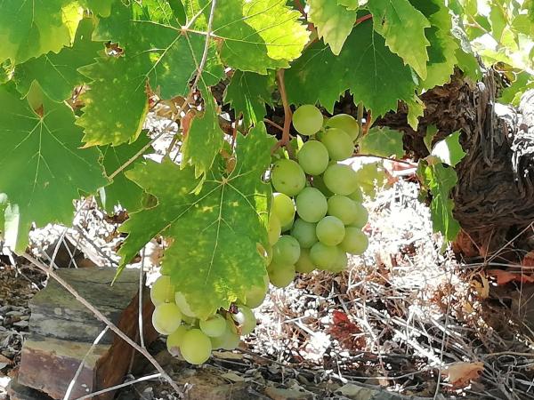 Terreno en carretera Almáchar s/n