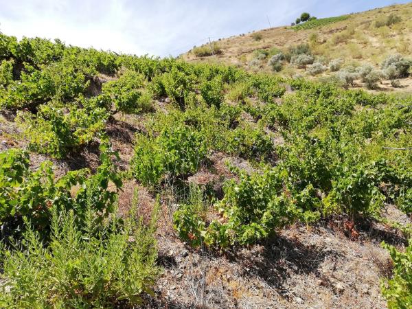 Terreno en carretera Almáchar s/n