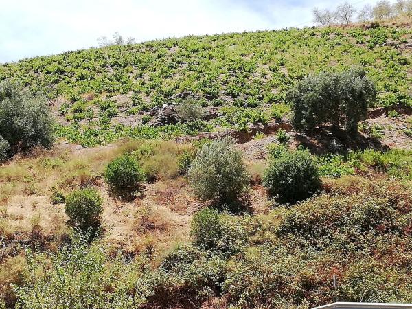 Terreno en carretera Almáchar s/n