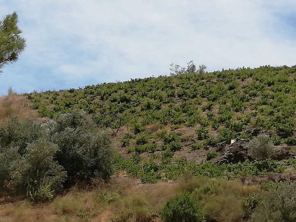 Terreno en carretera Almáchar s/n