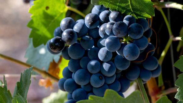 Terreno en Casco Histórico