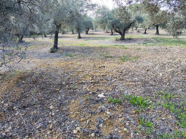Terreno en cuesta del Palmar