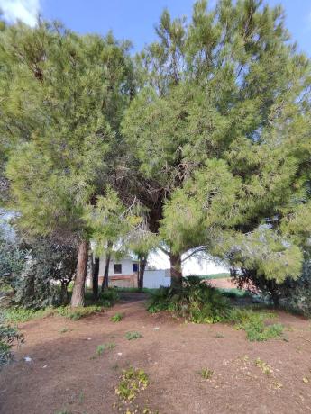 Terreno en cuesta del Palmar