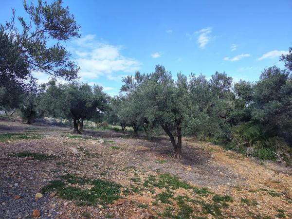 Terreno en cuesta del Palmar