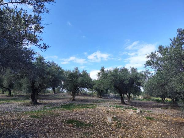 Terreno en cuesta del Palmar