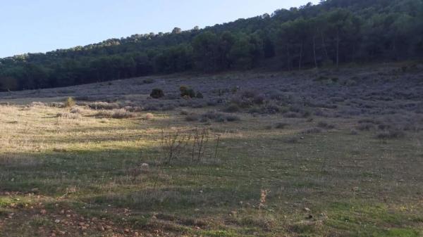 Terreno en Humilladero